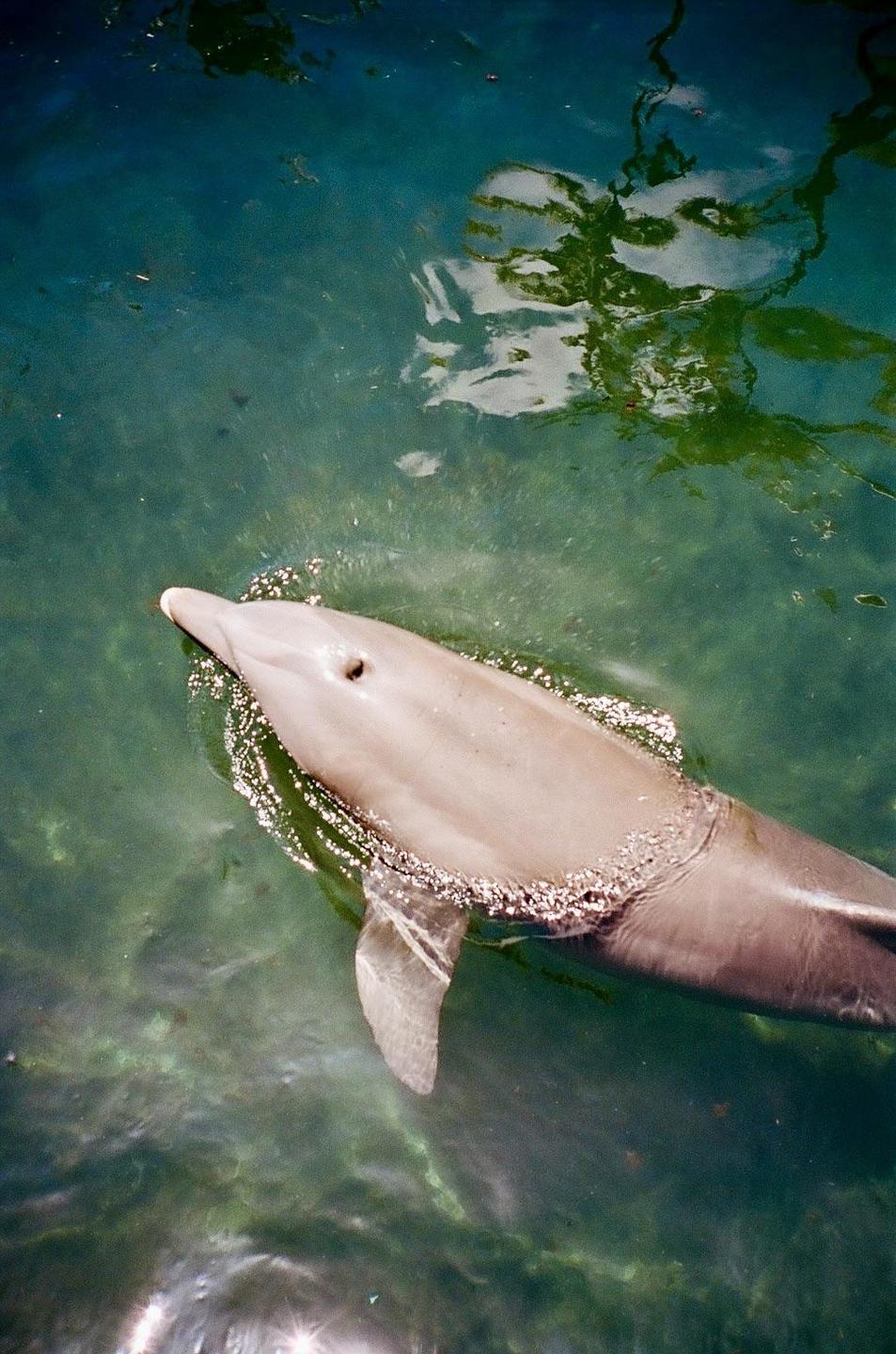 A dolphin swims in clear green water with reflections of the sky and trees on the surface.