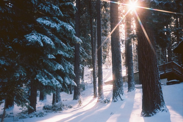 Sunlight streams through a snowy forest with tall trees and a cabin in the background.