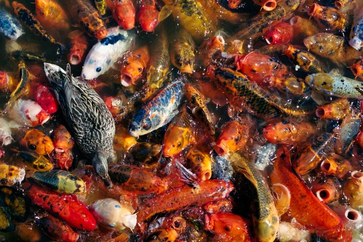 A duck swims among many colorful koi fish with their mouths open at the surface of the water.