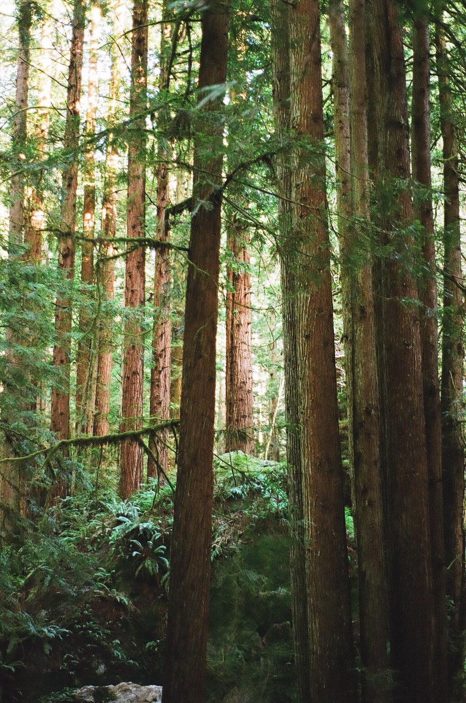 Sunlight filters through a dense forest of tall trees with green foliage and moss.