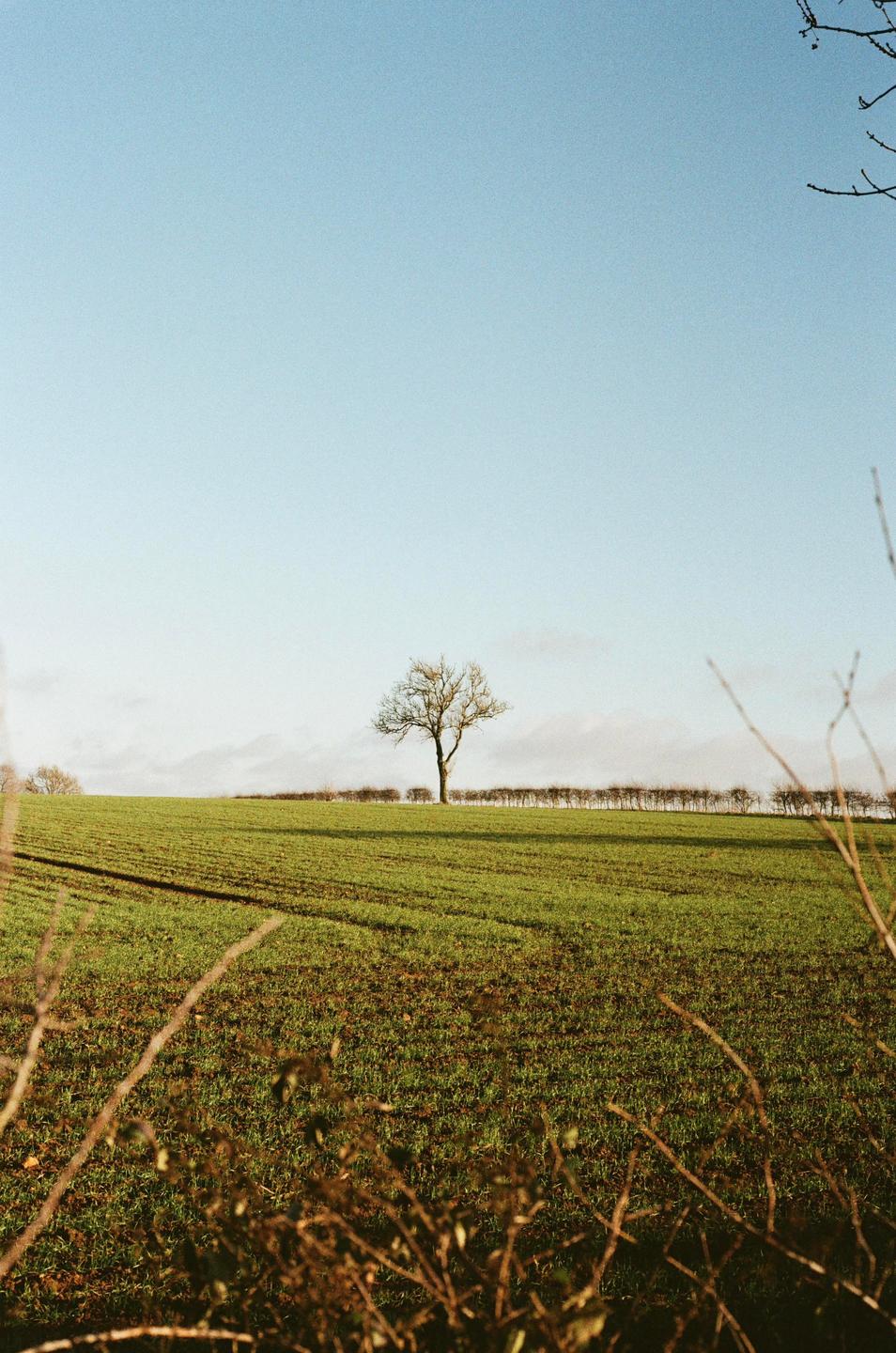 A lone tree stands in a green field under a clear sky with a line of smaller trees in the distance.