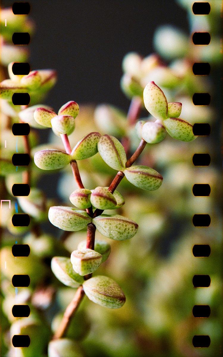 A succulent plant with small, plump leaves is shown in a close-up shot.