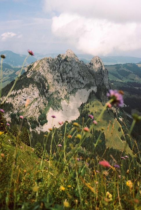 A mountain peak rises above a valley with wildflowers in the foreground.