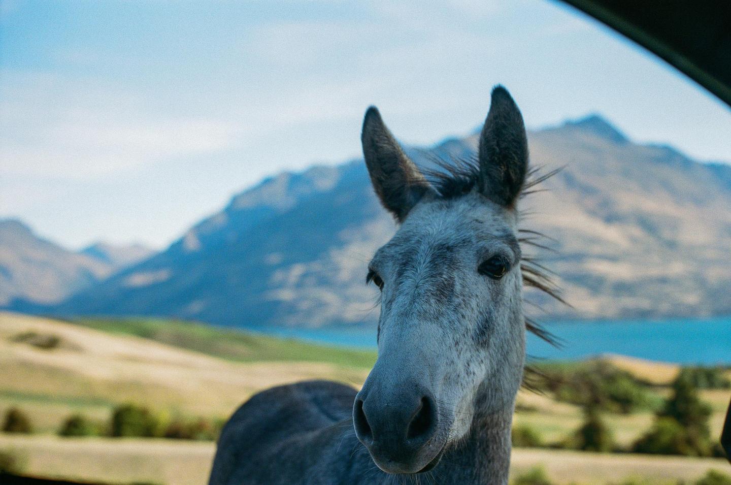 A donkey looks directly at the camera with mountains and a body of water in the background.
