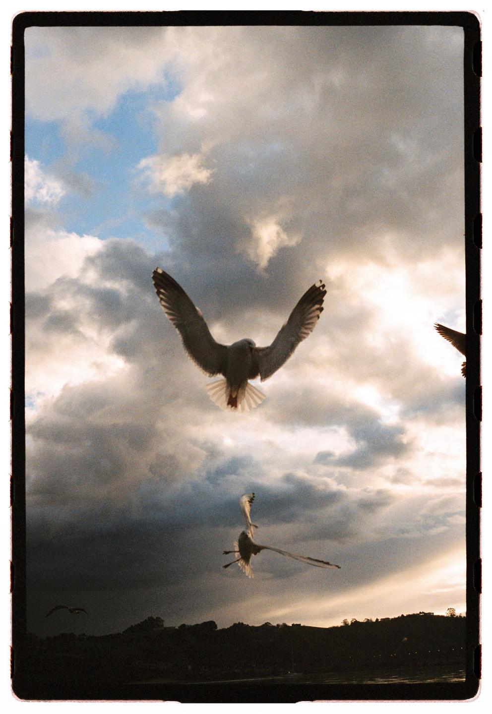 Three seagulls fly against a cloudy sky with a dark landscape below.