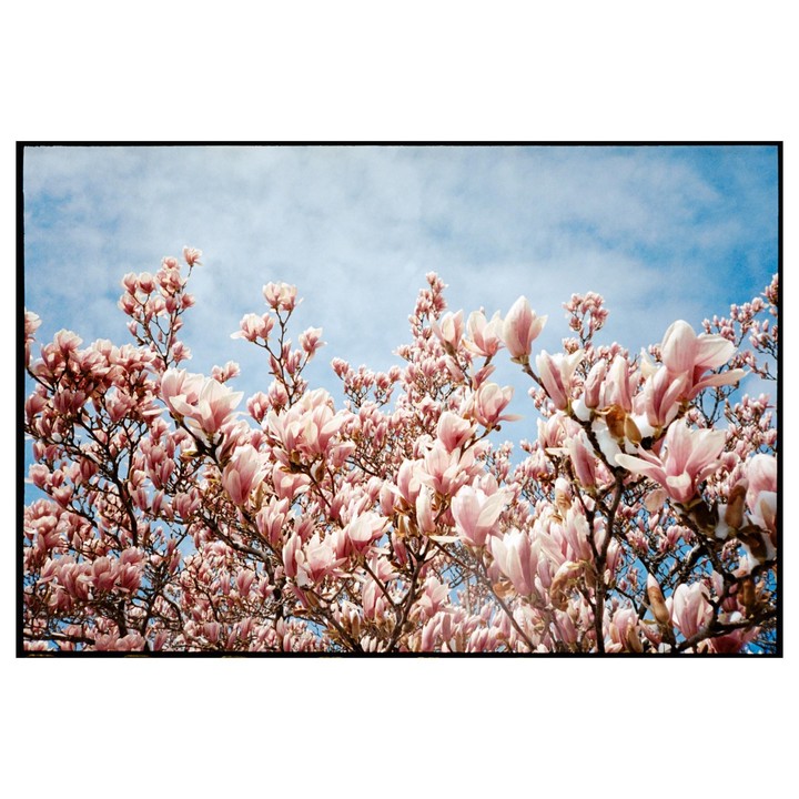 Pink magnolia blossoms fill the frame against a blue sky with white clouds.