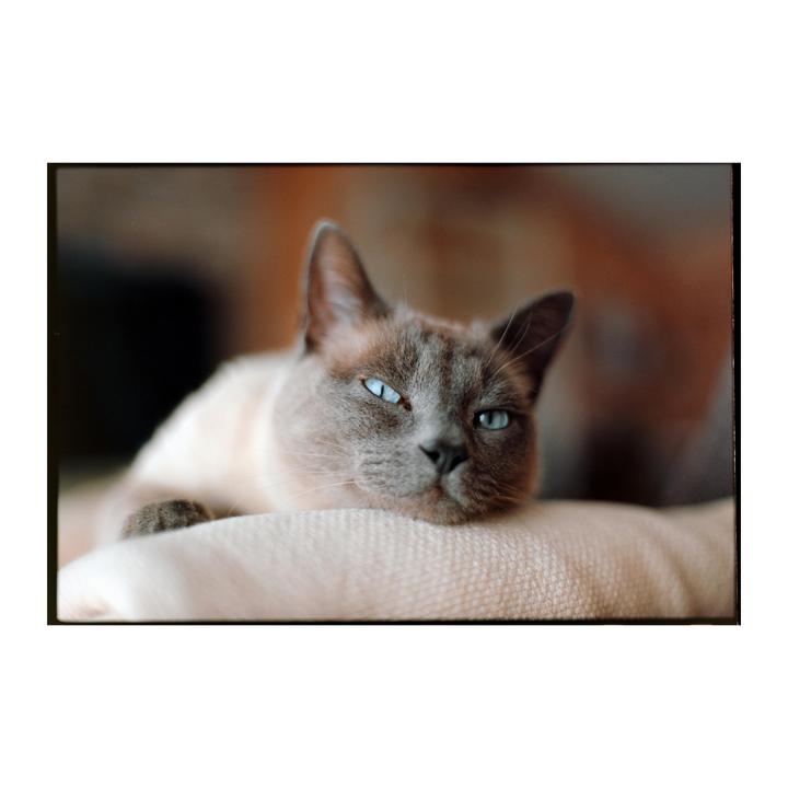 A cat with blue eyes rests its head on a light-colored cushion.