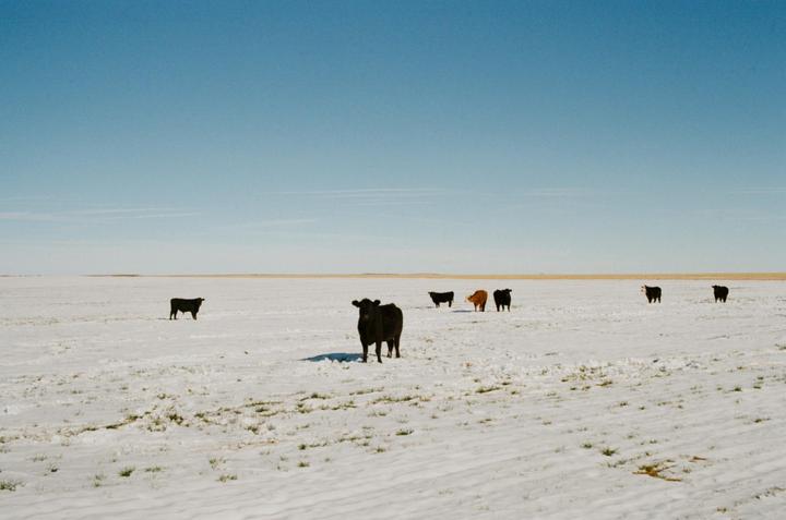 Several cows stand in a snow-covered field under a clear blue sky.