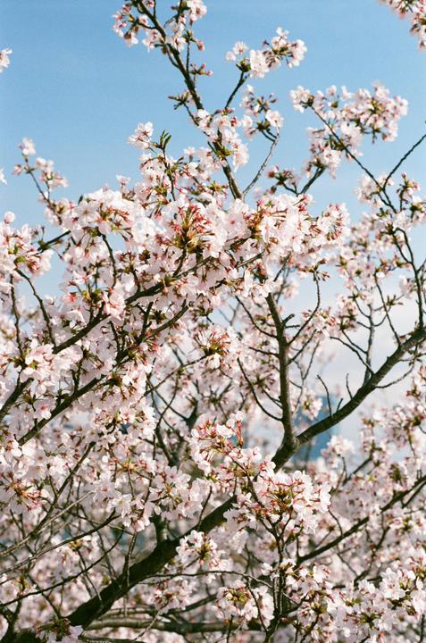 A tree with many light pink blossoms covers the frame against a clear blue sky.