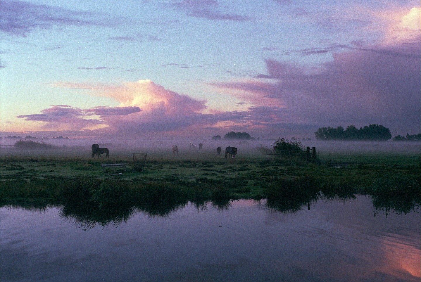 Horses graze in a misty field next to a body of water under a dramatic purple and pink sky.
