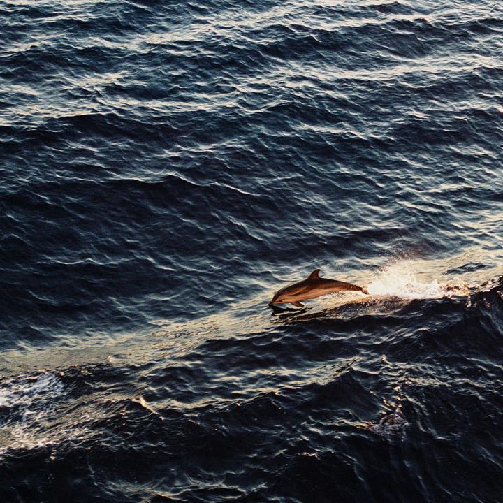 A dolphin leaps out of the water, creating a splash as the sun reflects on the ocean surface.