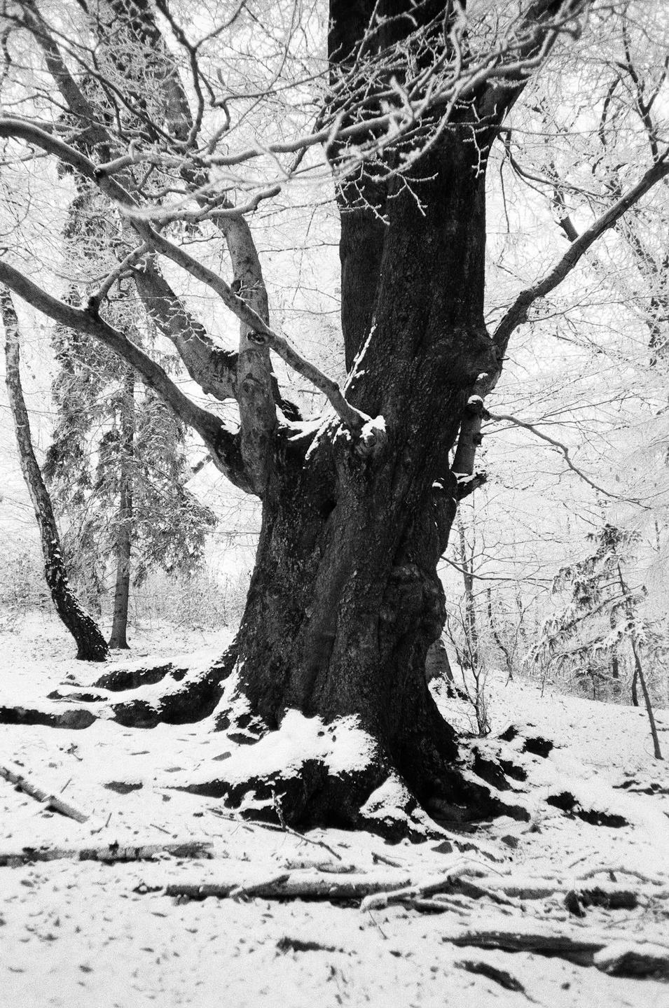 A large tree with exposed roots stands in a snow-covered forest.