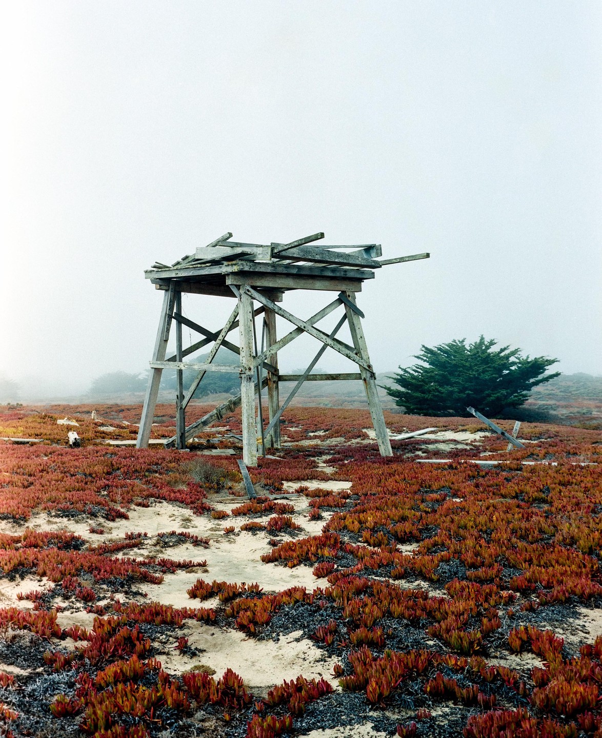 A wooden structure stands in a field of red and orange plants under a hazy sky.