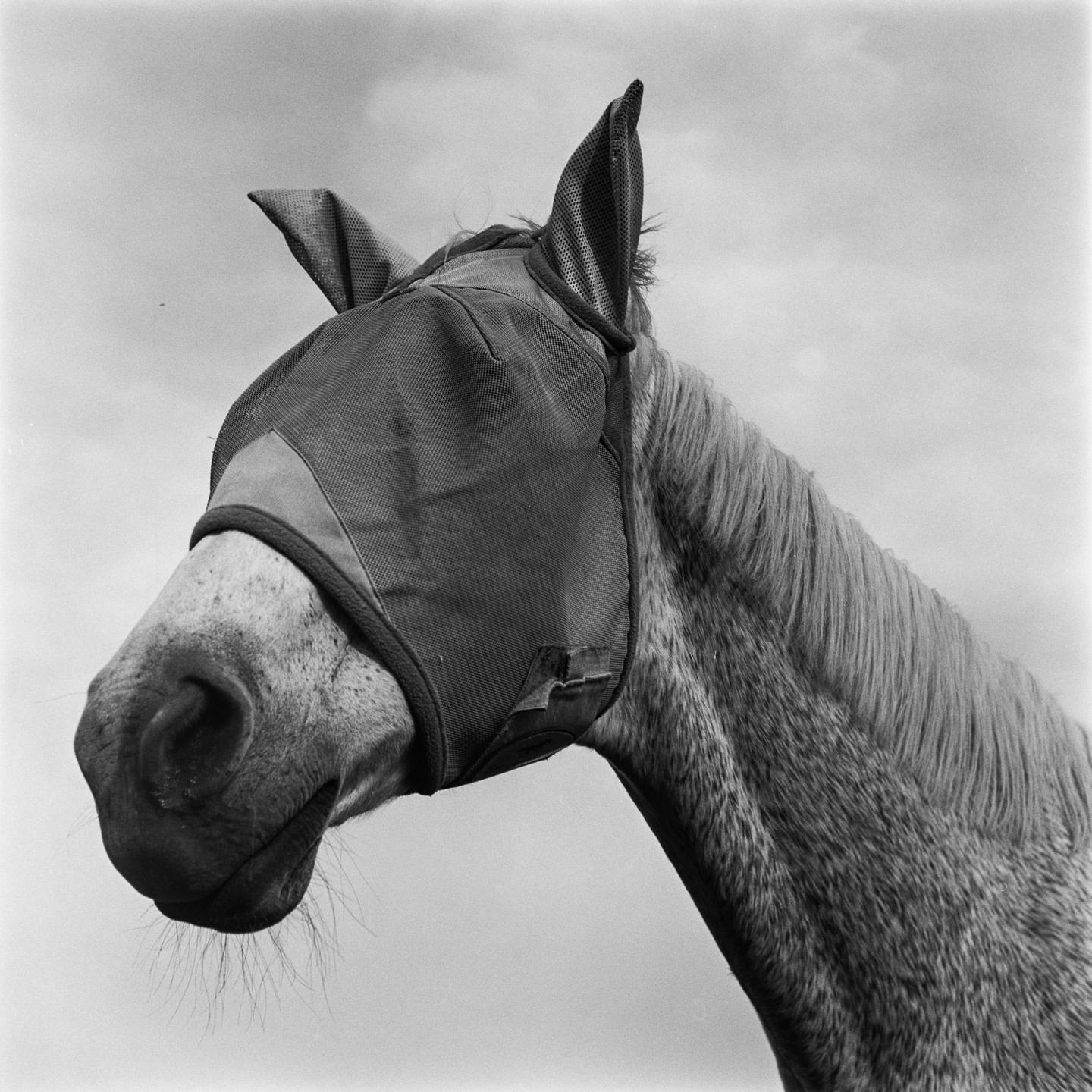 A horse wearing a fly mask is shown in profile against a cloudy sky.
