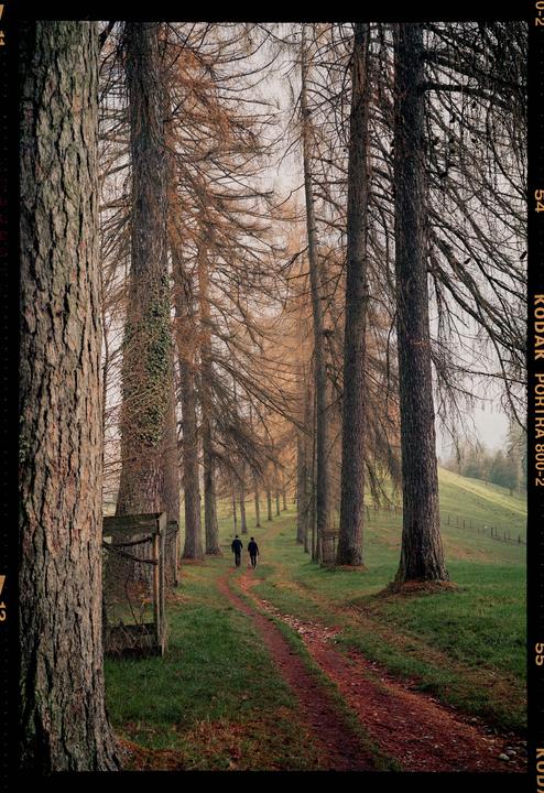 Two men walk along a dirt path lined with tall, bare trees and green grass.