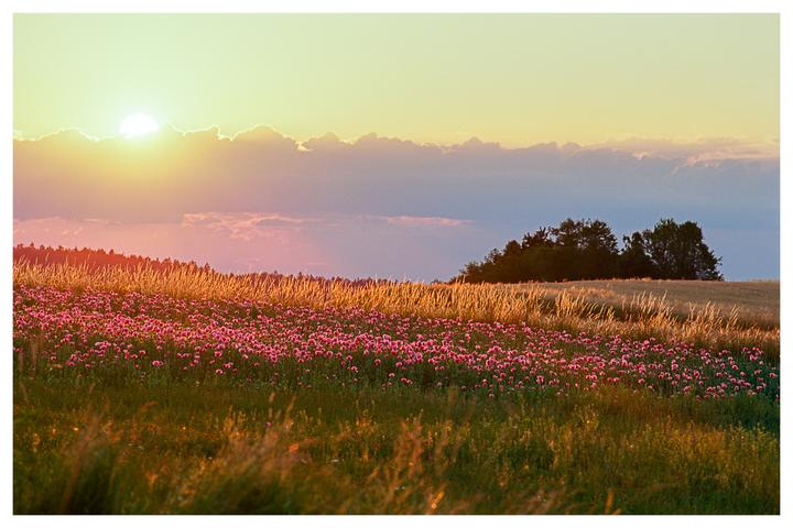 The sun sets over a field of pink flowers and tall grass with trees in the distance.