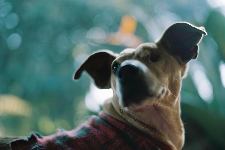 A dog wearing a red and black plaid blanket looks up with a blurred green background.