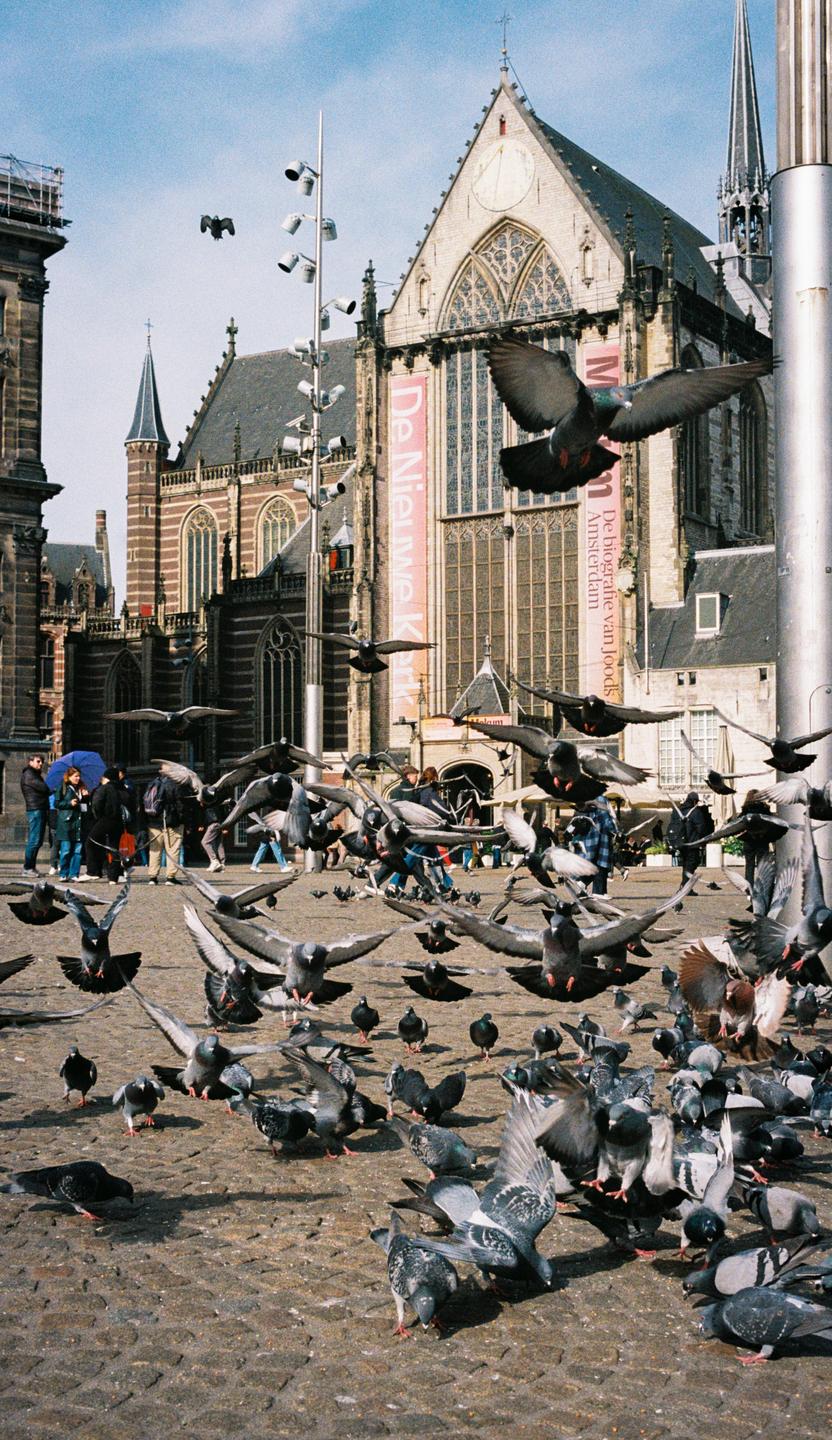 A flock of pigeons is gathered on a cobblestone square in front of a large gothic building with people in the background.