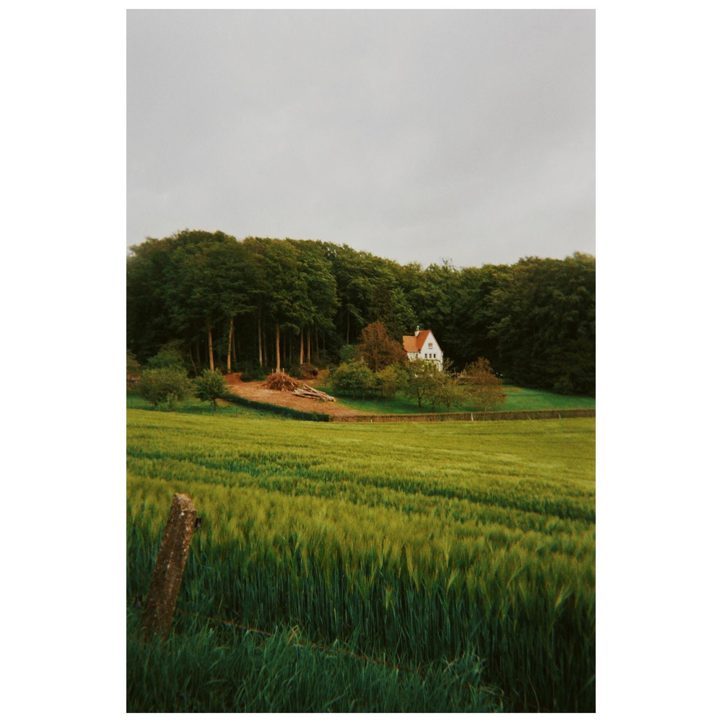 A white house with a red roof is nestled among trees behind a field of green crops under a cloudy sky.