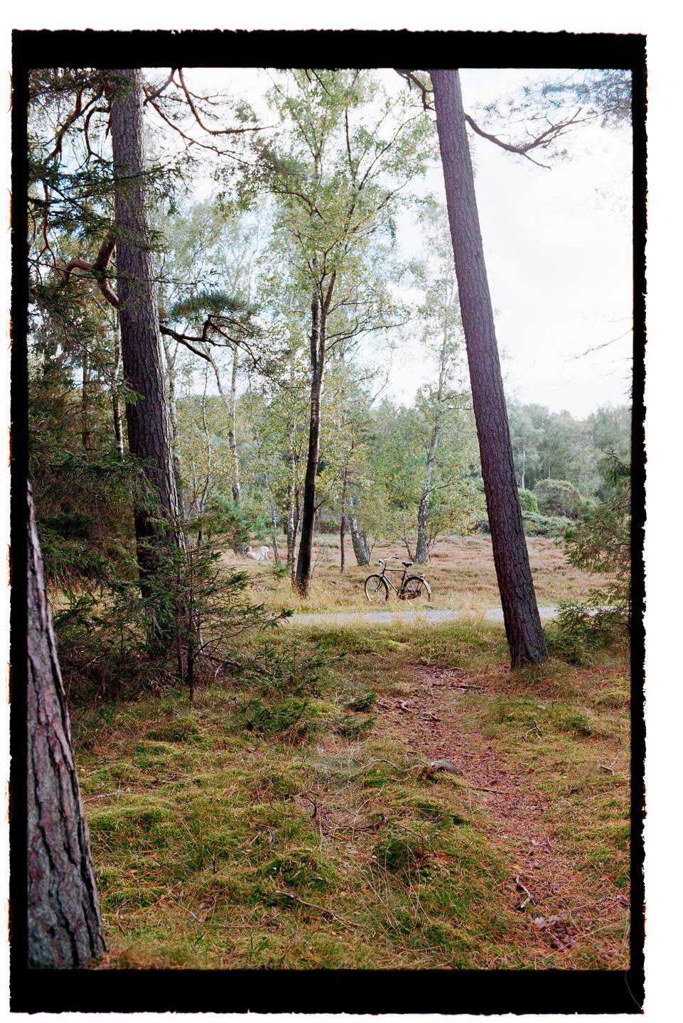 A bicycle is parked on a dirt path in a forest with tall trees and green undergrowth.