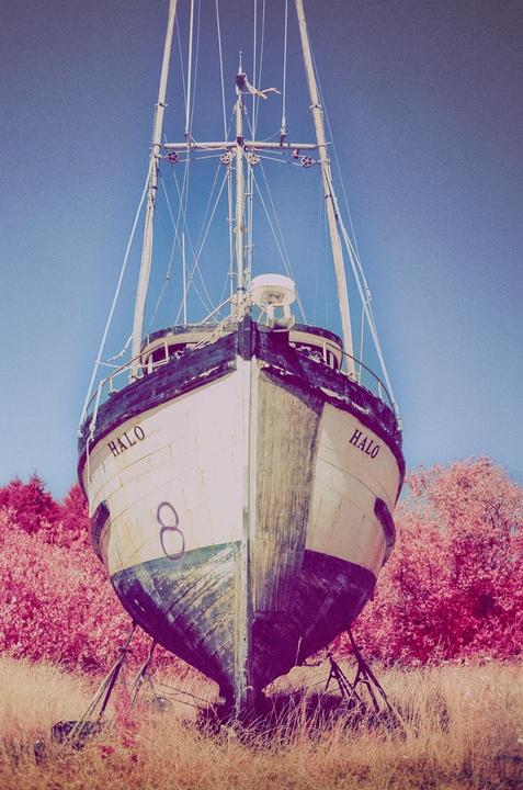 A boat named Halo is dry-docked in a field with bright pink foliage.