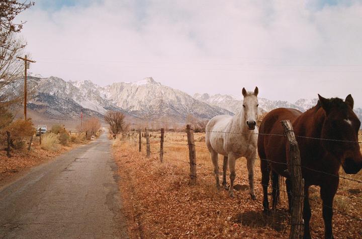 Two horses stand behind a barbed wire fence next to a road with snow-capped mountains in the distance.