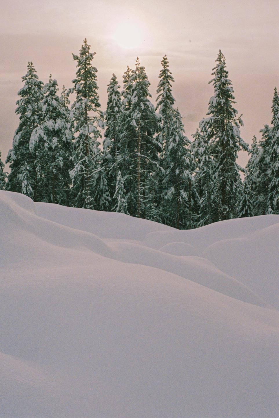 A snow-covered forest with a bright sky is visible behind rolling snowdrifts.