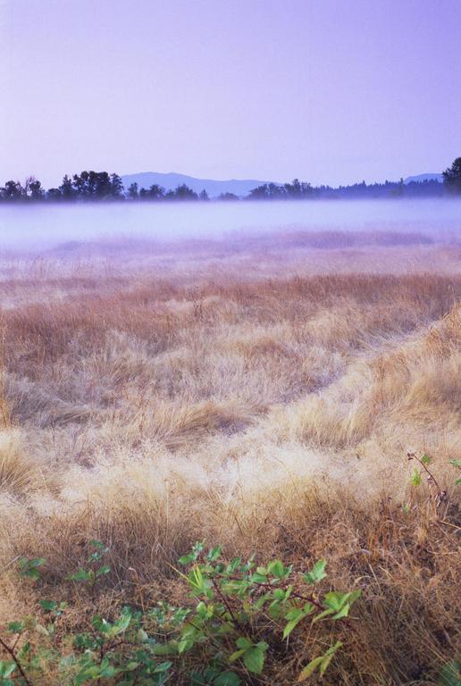 A field of dry grass is covered in a layer of fog with trees and mountains in the distance under a purple sky.