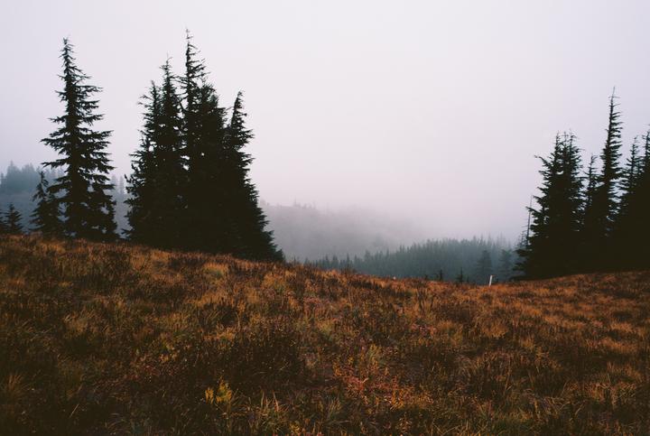 A foggy forest with tall evergreen trees and a field of dry grass in the foreground.