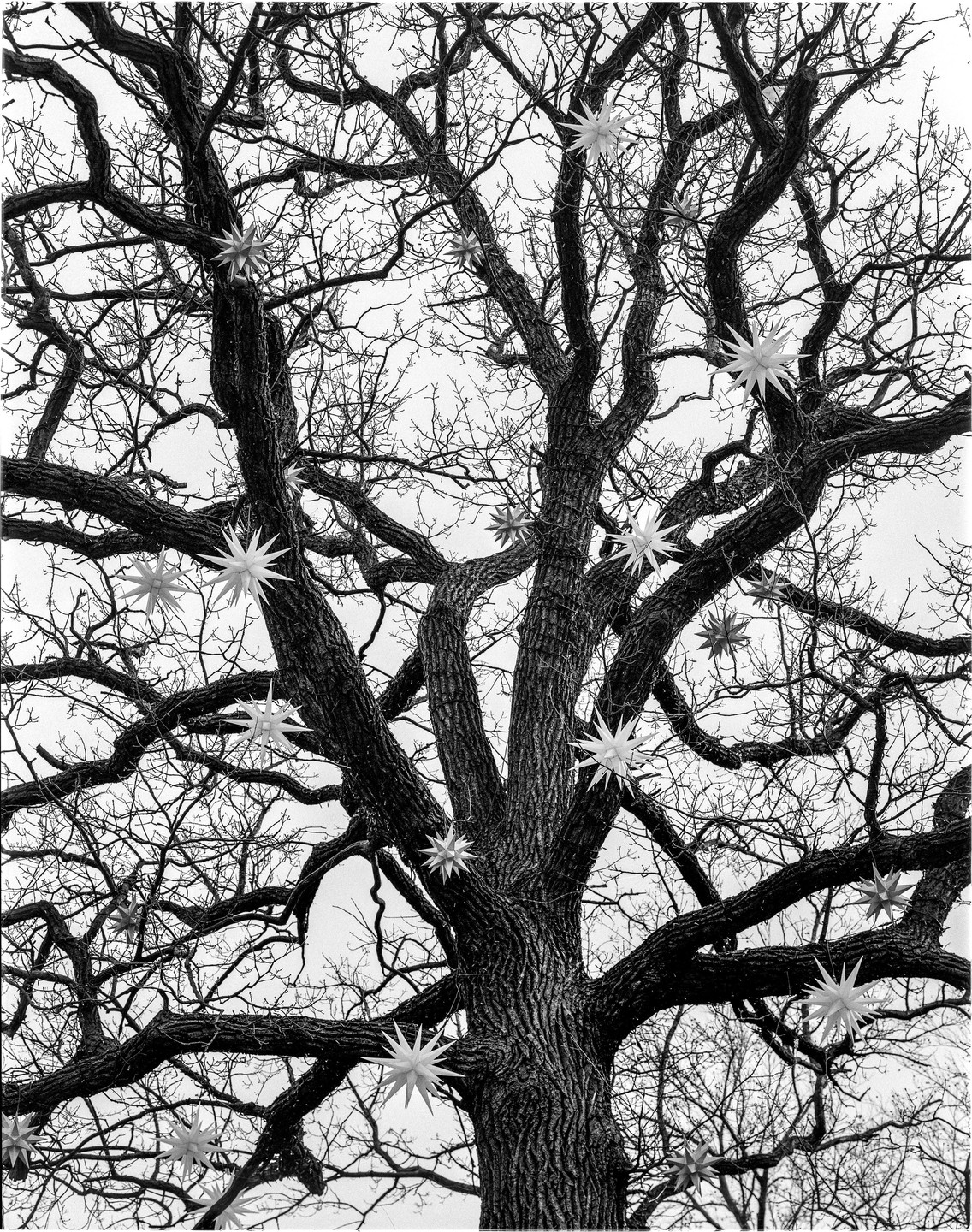 A large, bare tree with many branches is adorned with star-shaped ornaments.