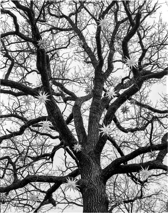A large, bare tree with many branches is adorned with star-shaped ornaments.