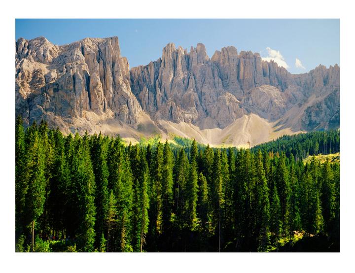 A dense forest of green pine trees stands before a towering, rugged mountain range under a clear sky.