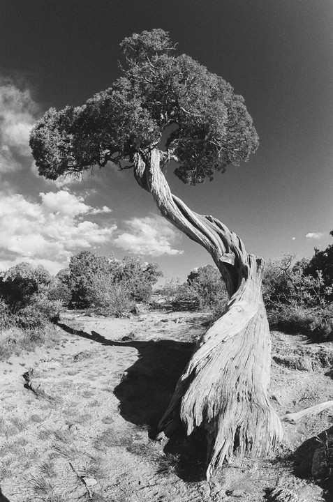 A gnarled tree with a twisted trunk stands in a desert landscape under a partly cloudy sky.