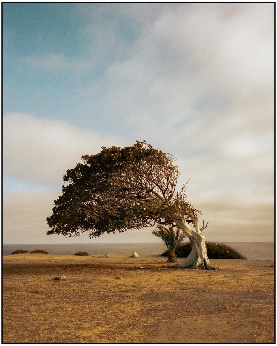 A gnarled tree with a thick trunk and branches covered in leaves stands on a dry, grassy cliff overlooking the ocean under a cloudy sky.
