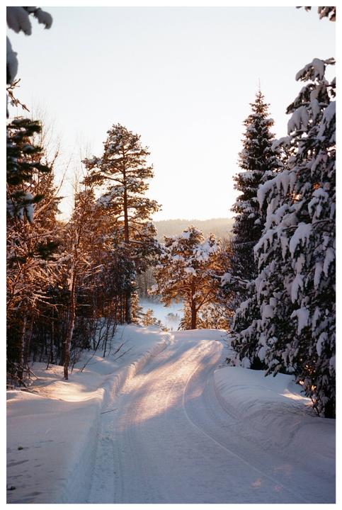 A snow-covered road winds through a forest of pine trees, illuminated by the golden light of dusk.