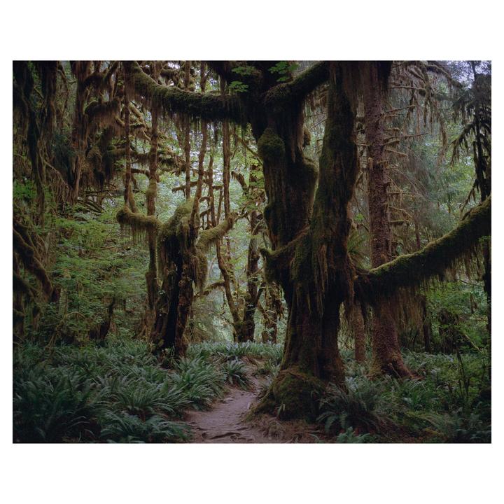 A narrow dirt path winds through a dense forest filled with moss-covered trees and ferns.