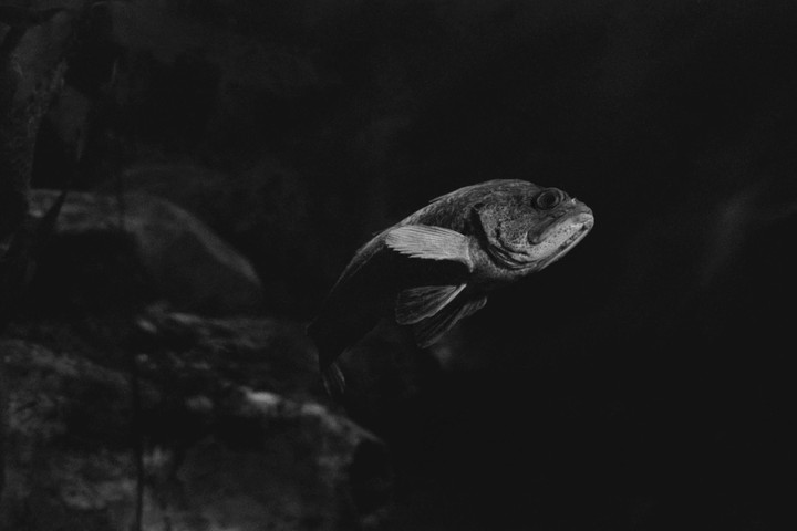 A fish swims in dark water, illuminated by a light source from above.