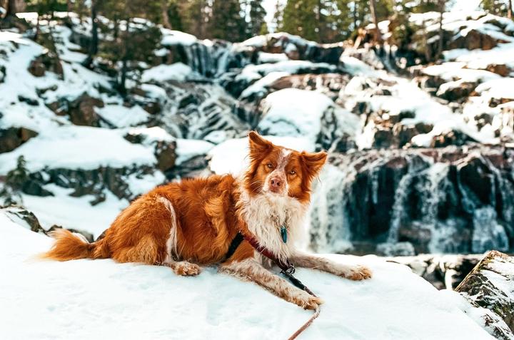 A brown and white dog lies in the snow with a waterfall in the background.