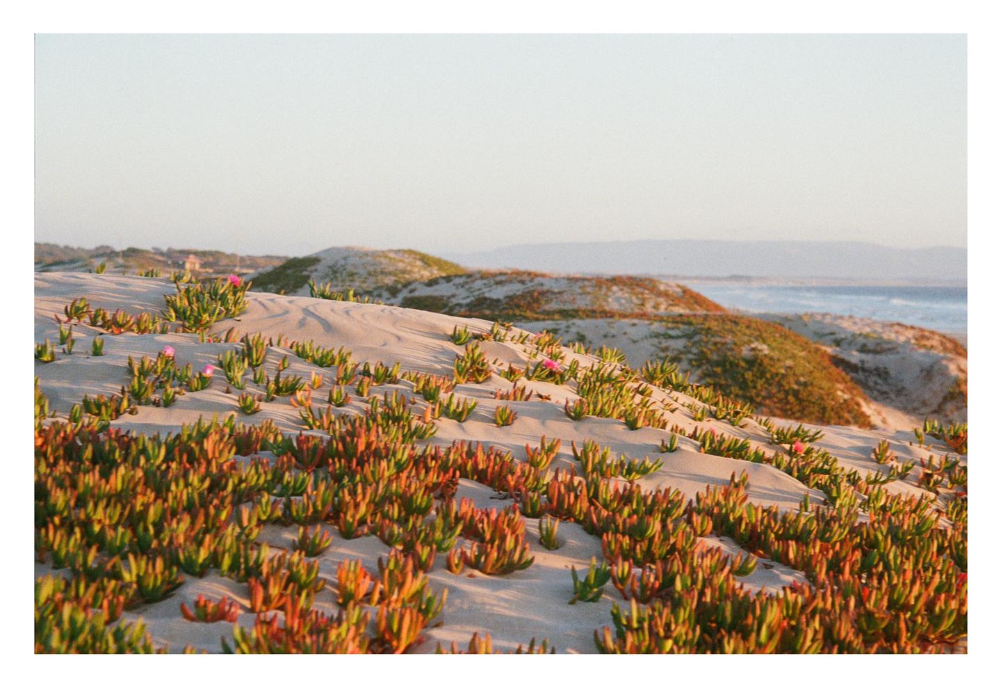 Sand dunes covered in green and red plants with a few pink flowers lead to the ocean.