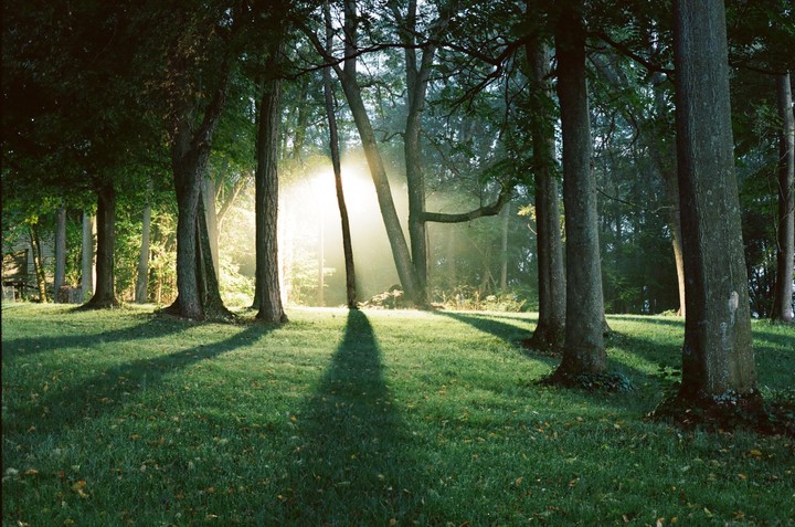 Sunlight streams through trees in a forest, casting long shadows on the grass.