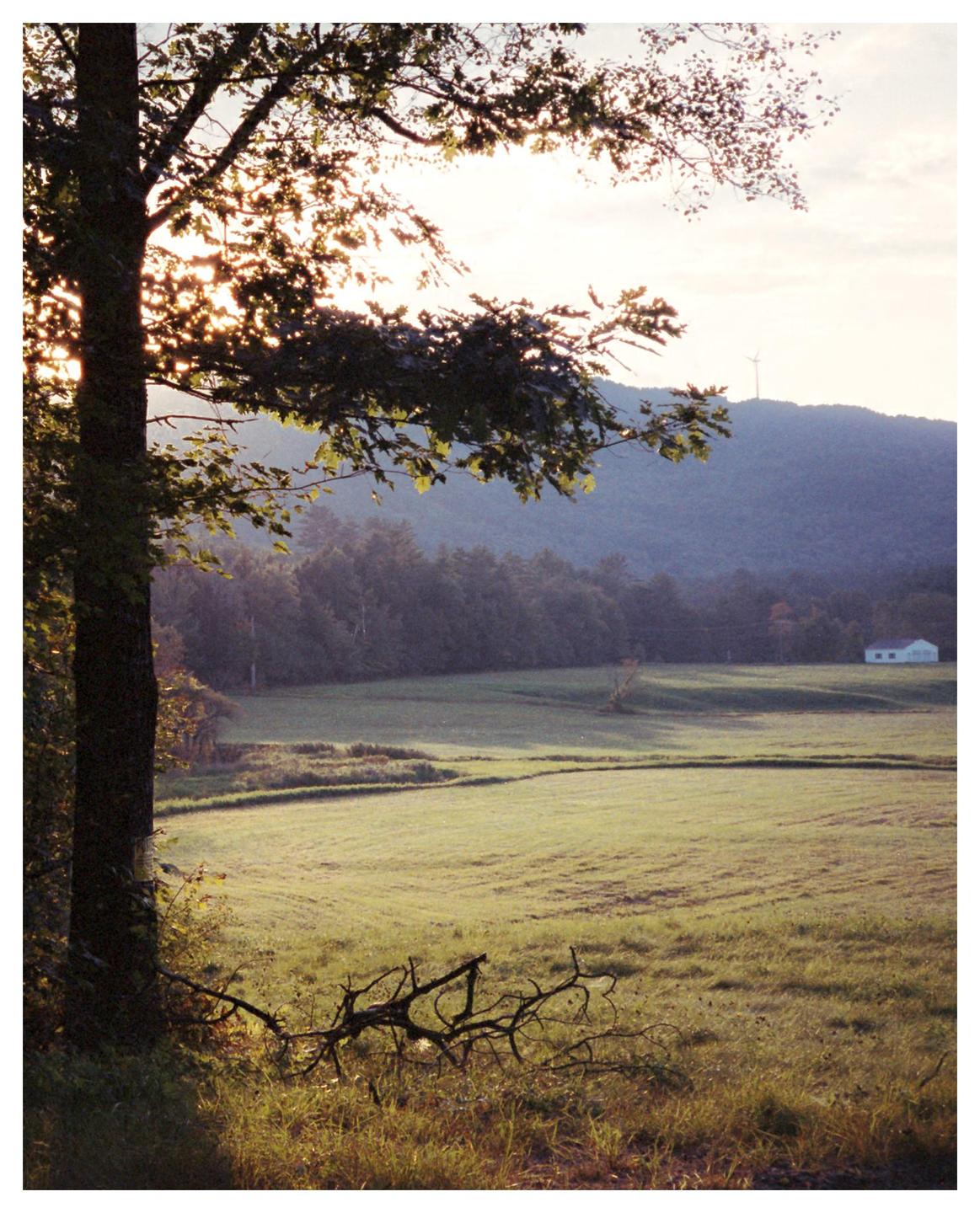 The sun shines through the leaves of a tree overlooking a field with a house and a wind turbine on a distant hill.
