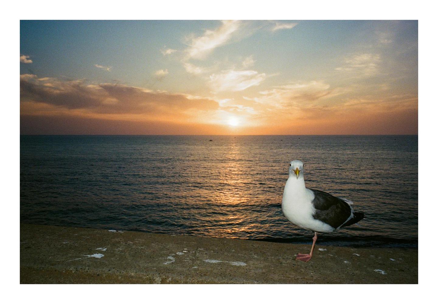 A seagull stands on a concrete ledge overlooking the ocean at sunset.