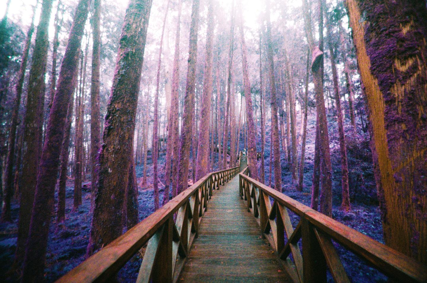 A wooden boardwalk leads through a forest of tall trees with purple foliage.