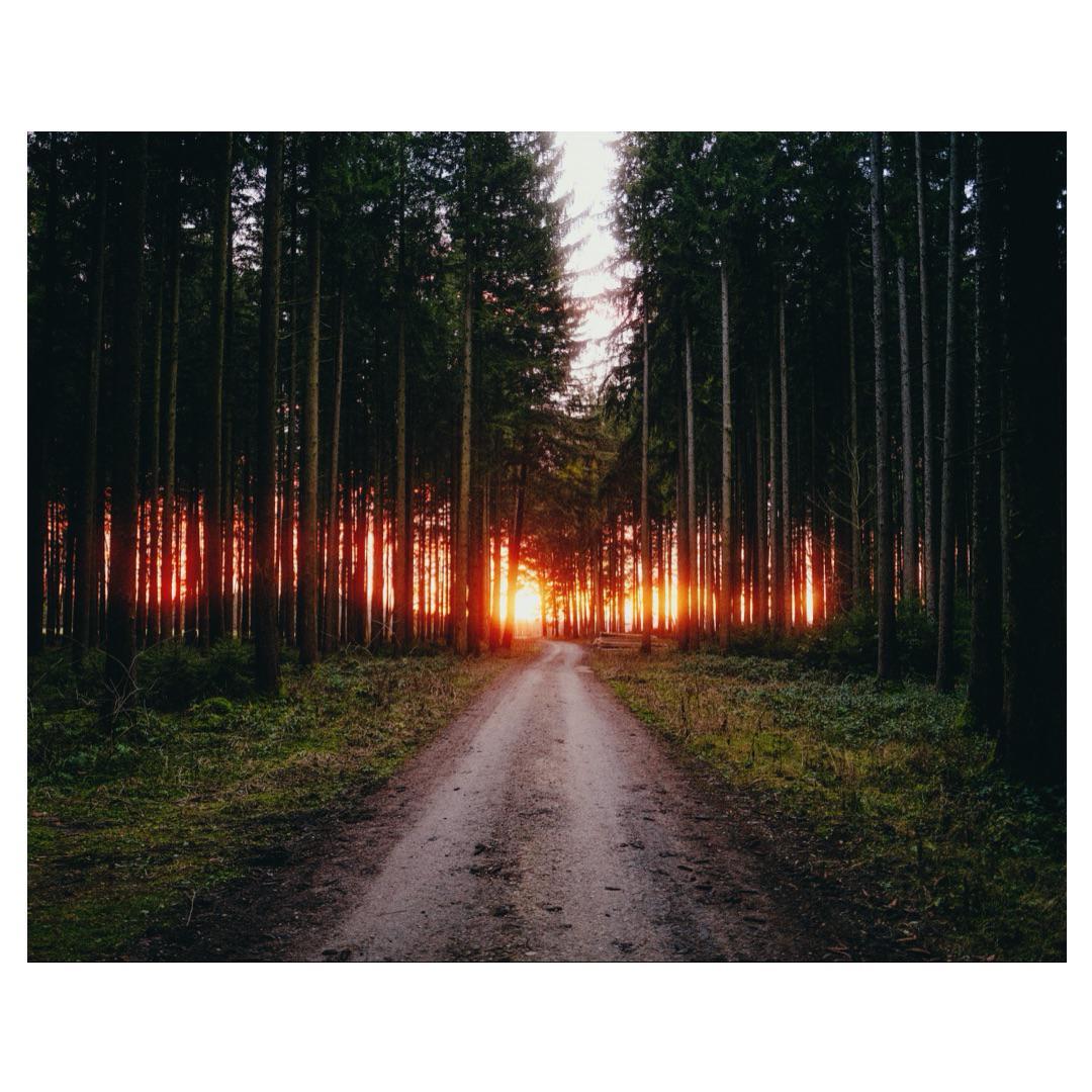 A dirt road leads through a dense forest with the setting sun visible between the trees.