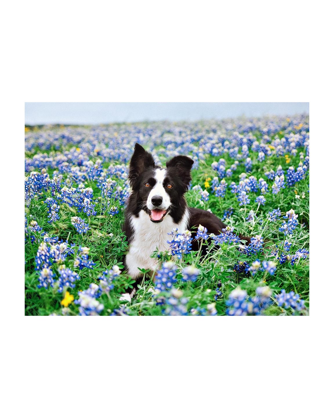 A border collie lies in a field of bluebonnets.