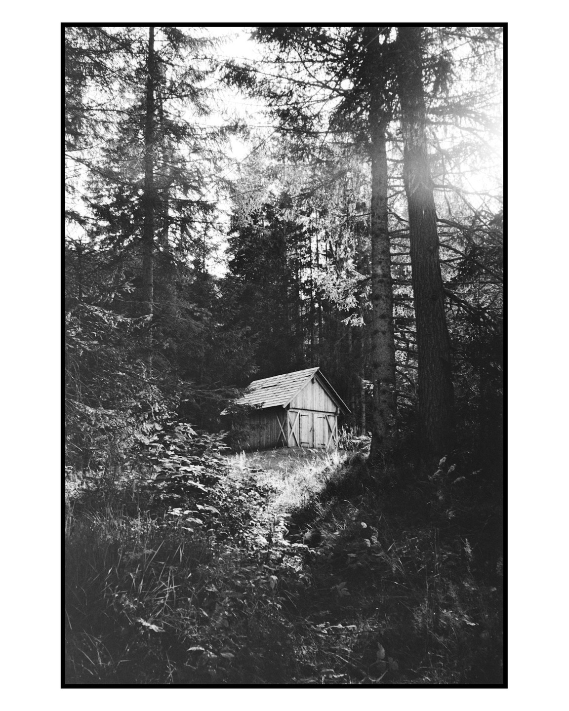 A small wooden cabin with a gabled roof is nestled in a dense forest with tall trees and overgrown vegetation.