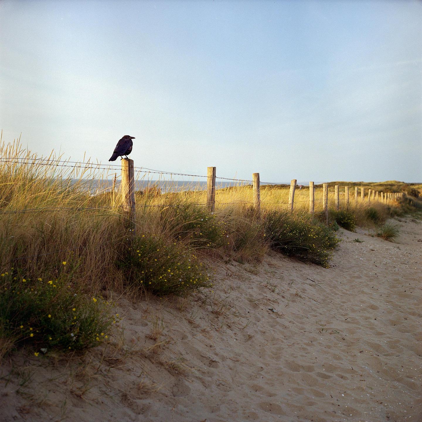 A crow sits on a fence post on a sandy beach with tall grass and small yellow flowers.