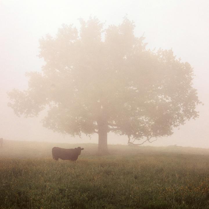 A cow stands in a field with a large tree in the background, all shrouded in fog.