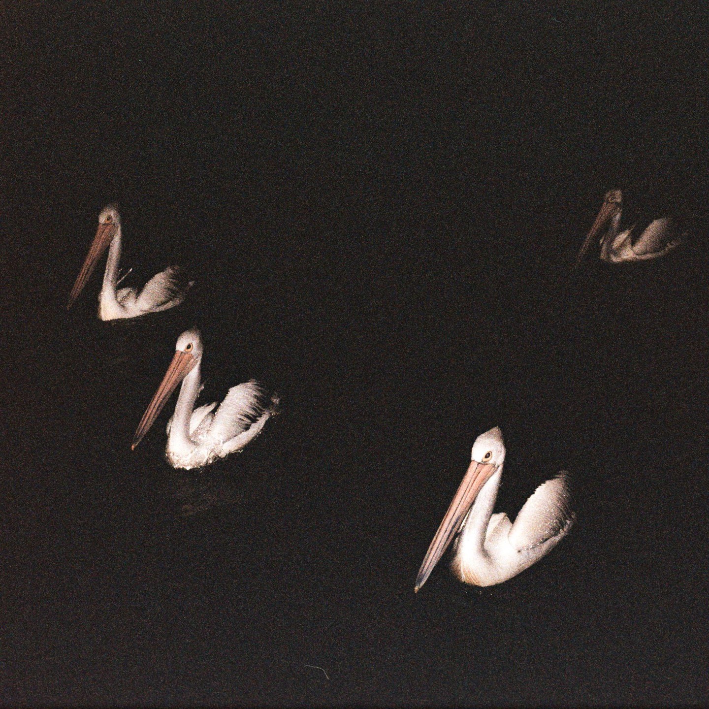 Four pelicans swim in dark water at night.