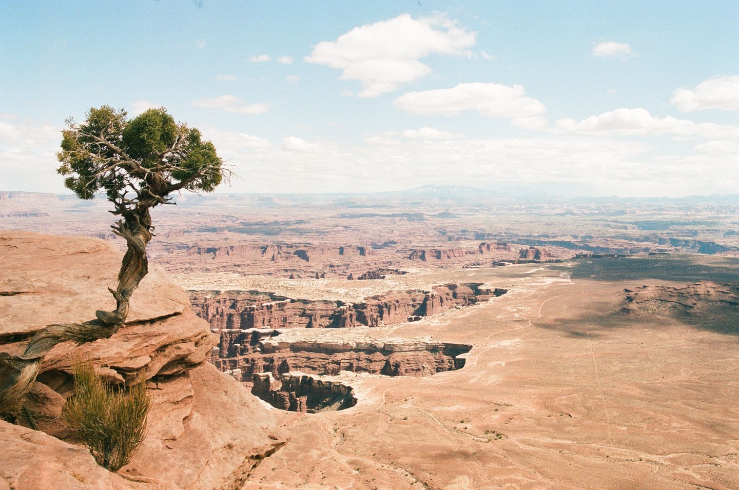 A lone tree grows on a cliff overlooking a vast canyon landscape under a partly cloudy sky.